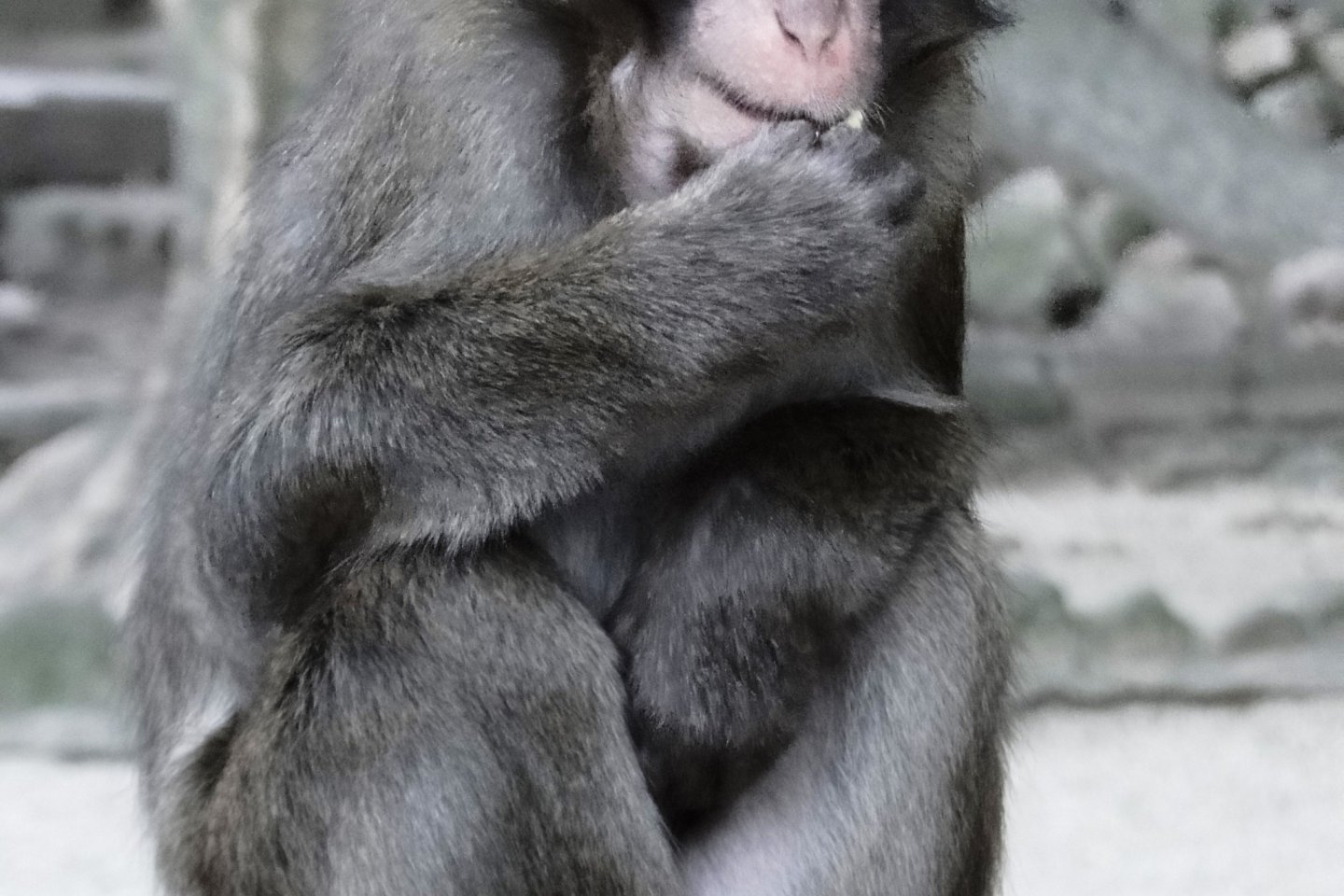1 con khỉ Macaca Nhật Bản tại núi Takasaki