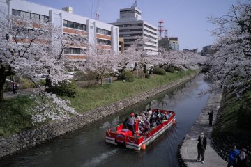 Matsu River Cruise during the cherry blossom season