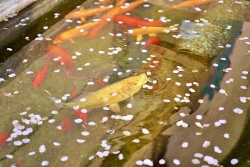 Koi in the Seto Canal