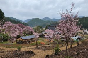 The garden during sakura season in 2023