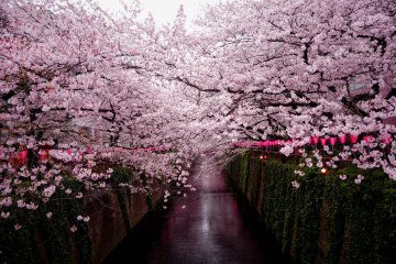Japan's 2024 Cherry Blossom Projections