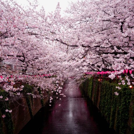 Japan's 2024 Cherry Blossom Projections