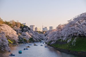 Ethereal views at Chidorigafuchi Moat, one of Tokyo's top sakura spots