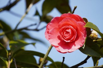 Spring Camellia Exhibition