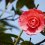 Spring Camellia Exhibition 2025