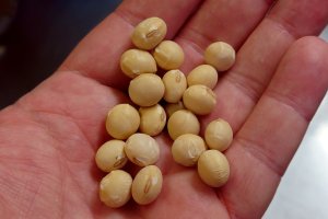 Akebono soybeans
