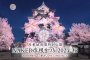 NAKED Hikone Castle Cherry Blossom Festival