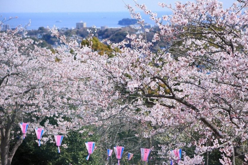Thousands of cherry trees at Kinugasayama Park