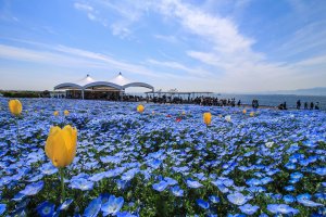 Osaka Maishima Seaside Park Nemophila Festival