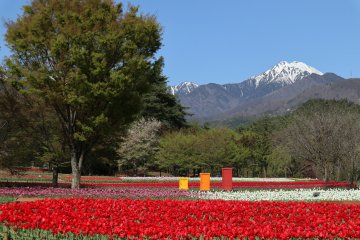 Spring Festa at Alps Azumino National Park