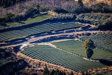 Each field of green tea is sculpted beautifully