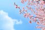 Kita-Kurihama Cherry Blossom Festival