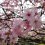 Atomi Gakuen Cherry Blossom Festival 2025