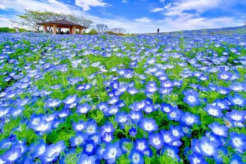 Uminonakamichi Flower Picnic 2024