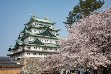 Nagoya Castle Cherry Blossom Festival 2025