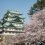 Nagoya Castle Cherry Blossom Festival 2025