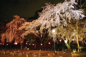 Nagoya Castle Cherry Blossom Festival