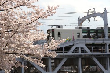 Sumida River Bridge Sakura Train
