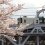Sumida River Bridge Sakura Train 2025