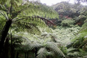 An impressive canopy of fern trees