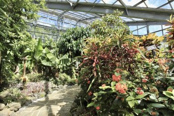 Dazzling plants inside the greenhouse