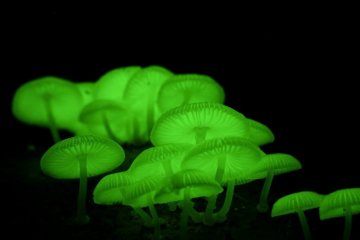 Hachijojima’s luminescent fungi