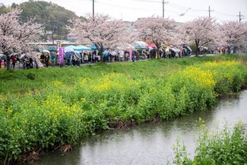 Kokubu River Cherry Blossom Festival 2025