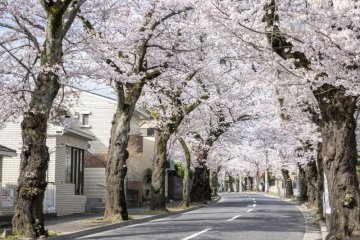 Tokiwadaira Sakura Festival 2025