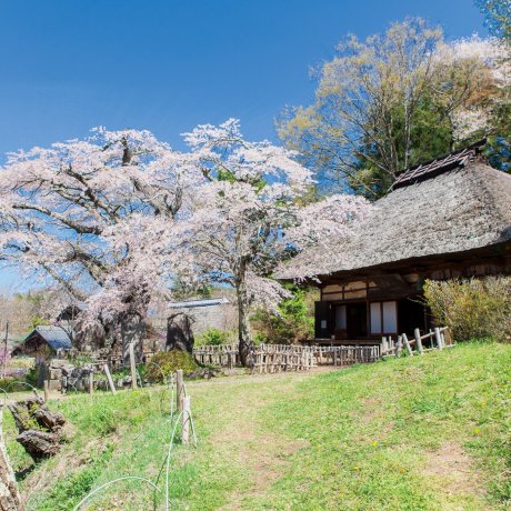 Takamori Kannon-do Sakura Festival 2024