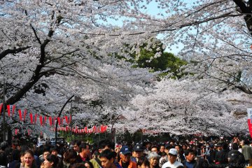Ueno Cherry Blossom Festival 2025