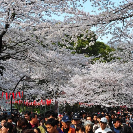 Ueno Cherry Blossom Festival 2025