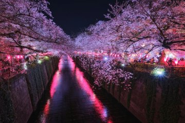 Meguro River Cherry Blossom Festival 2025
