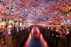 Meguro River Cherry Blossom Festival