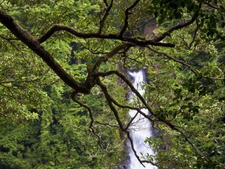 Among so many trees is difficult to have a clear view of the waterfall.