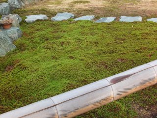 Fukui's ever-present Temple moss