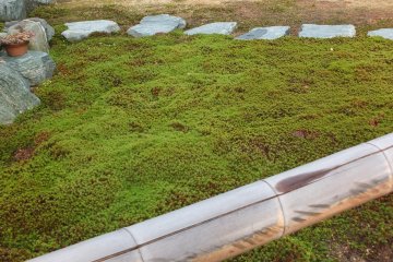 Fukui's ever-present Temple moss