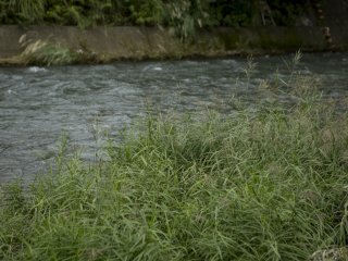 This grass on the riverbank reminded me of summer at Matsukawa River, Ito in Shizuoka Prefecture