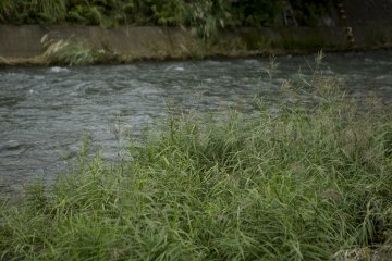This grass on the riverbank reminded me of summer at Matsukawa River, Ito in Shizuoka Prefecture