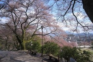 公園内には１０００本のソメイヨシノの桜の木が植わっている
