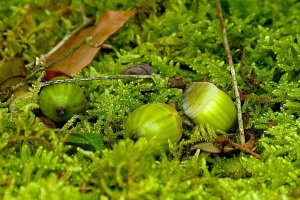 Acorns in the moss garden