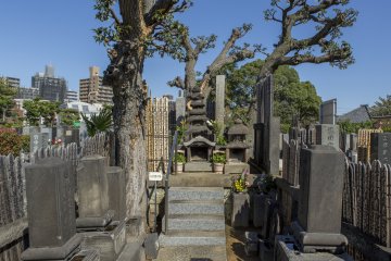 <p>The grave lies beneath gnarling trees. It was an honour to stand before her at Myokoji</p>