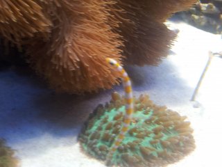 Một con lươn đầy màu sắc