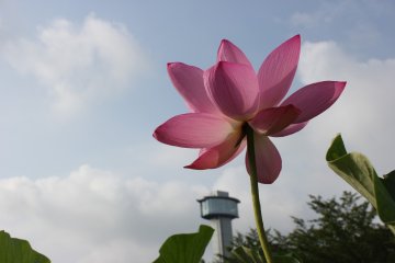 Beautiful lotus bloom during early summer