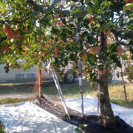 Fruit Picking in Nakagomi Orchard 