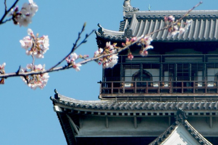 Cherry blossom view of the castle