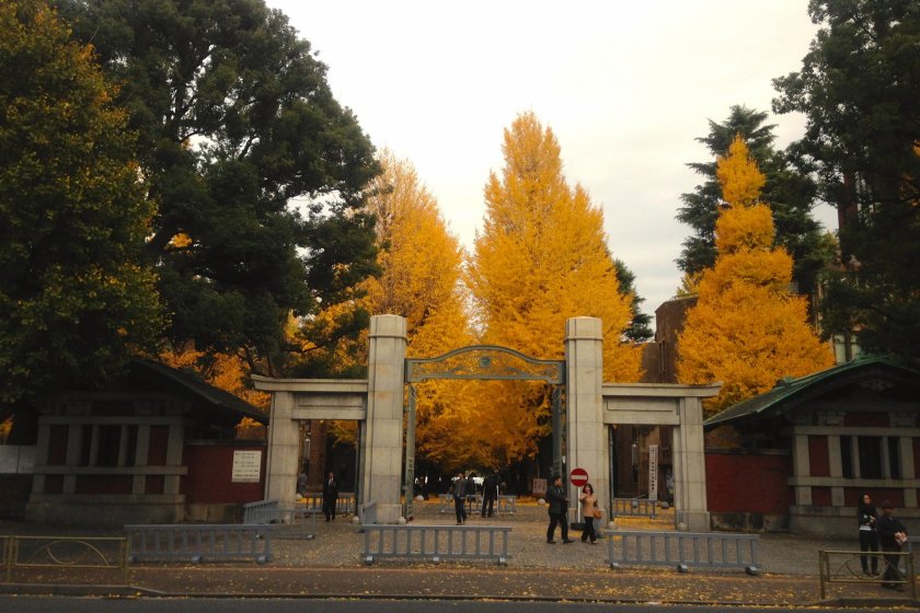 University of Tokyo, Main Gate. The charm of ginkgo trees in autumn is that their yellow coloration is very pure and hence immensely striking to the eye.
