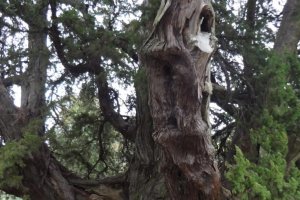 ต้นไม้เก่าแก่มากมาย เราพบว่ามีต้นสนอายุ 750 ปีที่นำมาโดยหัวหน้านักบวชคนแรก