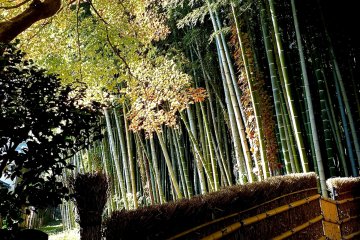 Bamboo forest in the temple