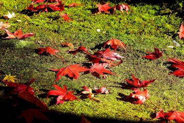 Autumn leaves in the sunlight
