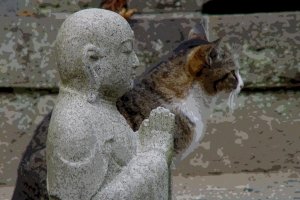 You might even find a cat willing to pray for you!